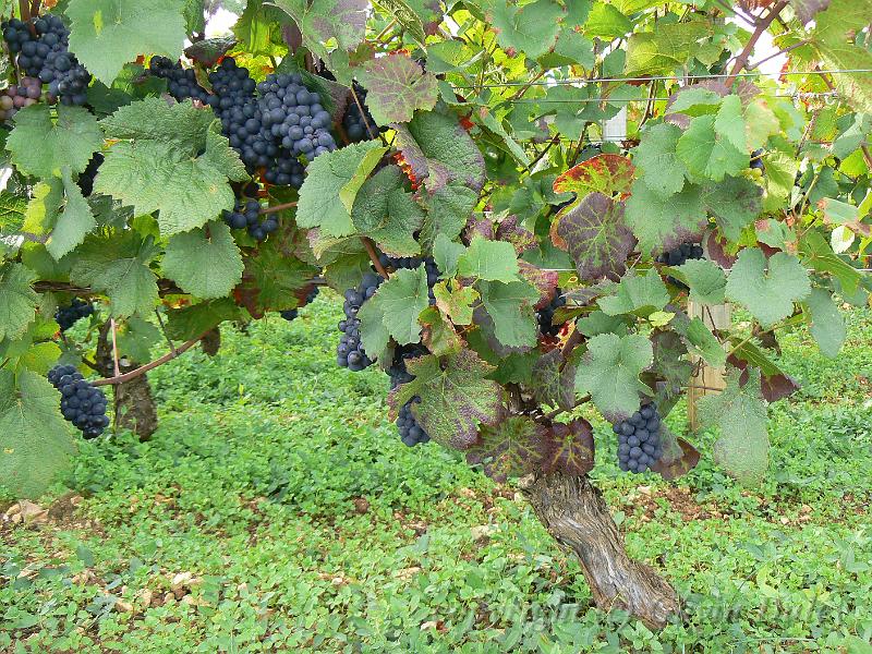 Pinot Noir vine P1130945.JPG